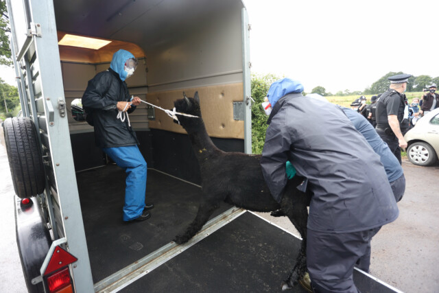 The animal was loaded into a horsebox and driven off under police escort